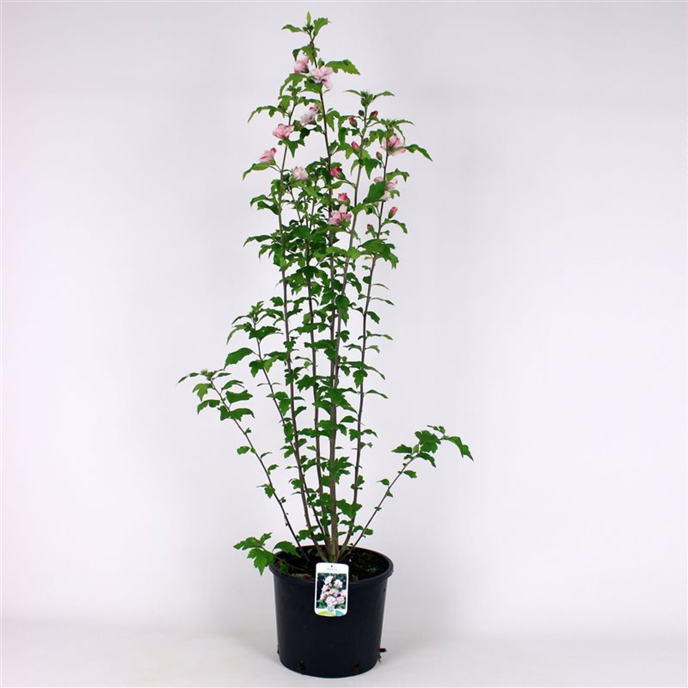 Hibiscus syr. 'Leopoldii' - 125-150 CM RB